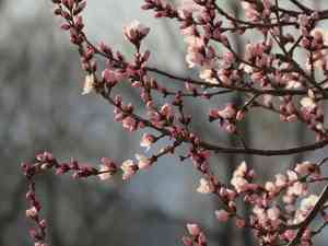 David's peach(Prunus davidiana)