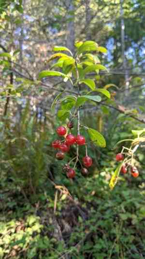Bitter Cherry(Prunus emarginata)