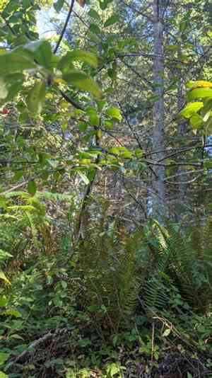 Bitter Cherry(Prunus emarginata)