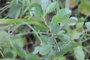 European dwarf cherry(Prunus fruticosa)