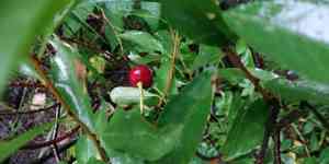 European dwarf cherry(Prunus fruticosa)