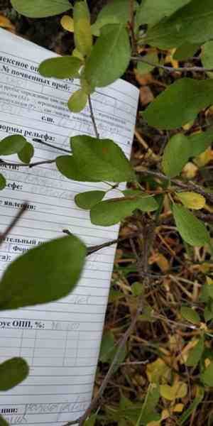 European dwarf cherry(Prunus fruticosa)