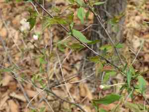 Chinese bush cherry(Prunus glandulosa)