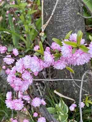 Chinese bush cherry(Prunus glandulosa)
