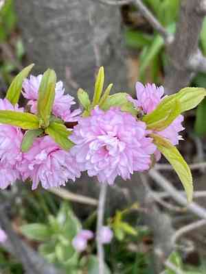 Chinese bush cherry(Prunus glandulosa)