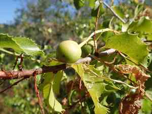 Hollyleaf cherry(Prunus ilicifolia)