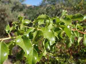 Hollyleaf cherry(Prunus ilicifolia)