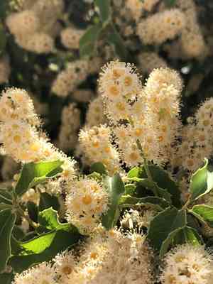 Hollyleaf cherry(Prunus ilicifolia)