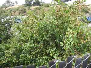 Hollyleaf cherry(Prunus ilicifolia)