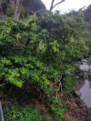 Portuguese cherry laurel(Prunus lusitanica)