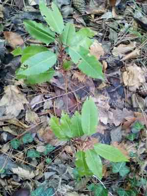 Portuguese cherry laurel(Prunus lusitanica)