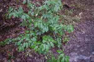 Portuguese cherry laurel(Prunus lusitanica)