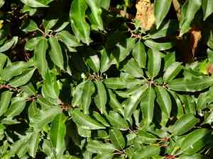Portuguese cherry laurel(Prunus lusitanica)