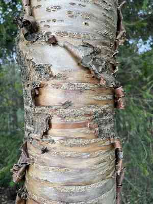Amur chokecherry(Prunus maackii)