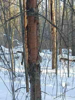 Amur chokecherry(Prunus maackii)