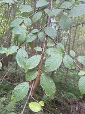 Amur chokecherry(Prunus maackii)
