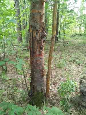 Amur chokecherry(Prunus maackii)