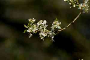 Mahaleb cherry(Prunus mahaleb)