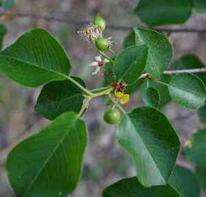 Mahaleb cherry(Prunus mahaleb)