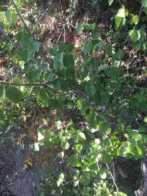 Mahaleb cherry(Prunus mahaleb)