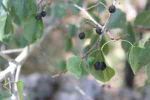 Mahaleb cherry(Prunus mahaleb)