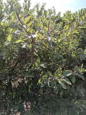 Beach plum(Prunus maritima)