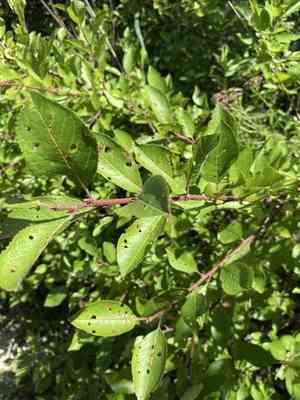 Beach plum(Prunus maritima)