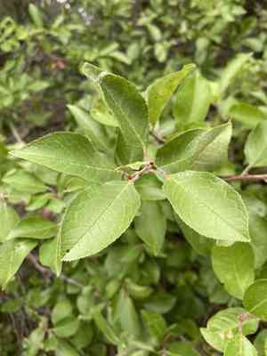 Beach plum(Prunus maritima)