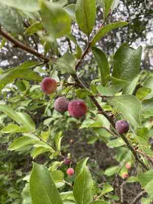 Beach plum(Prunus maritima)