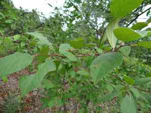 Mexican plum(Prunus mexicana)
