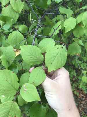 Mexican plum(Prunus mexicana)