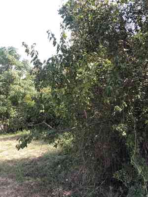 Mexican plum(Prunus mexicana)