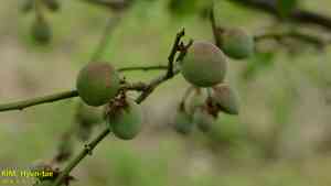 Japanese apricot(Prunus mume)