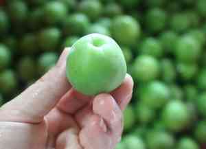 Japanese apricot(Prunus mume)