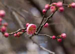 Japanese apricot(Prunus mume)