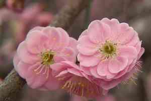 Japanese apricot(Prunus mume)