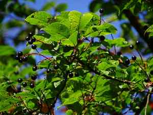 Bird cherry(Prunus padus)
