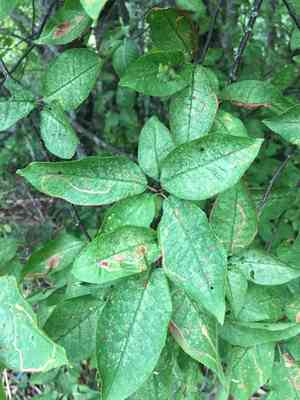 Bird cherry(Prunus padus)