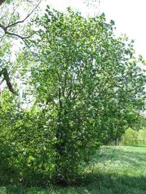 Bird cherry(Prunus padus)