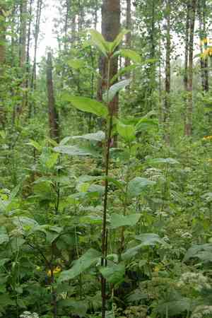 Bird cherry(Prunus padus)