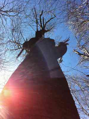 Pin cherry(Prunus pensylvanica)