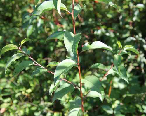 Pin cherry(Prunus pensylvanica)