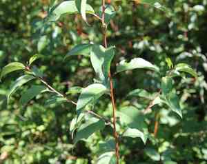 Pin cherry(Prunus pensylvanica)