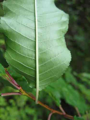Pin cherry(Prunus pensylvanica)