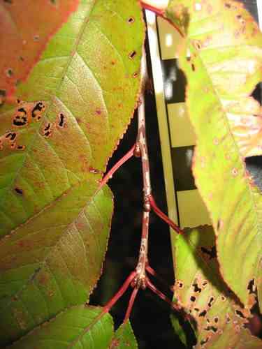 Pin cherry(Prunus pensylvanica)
