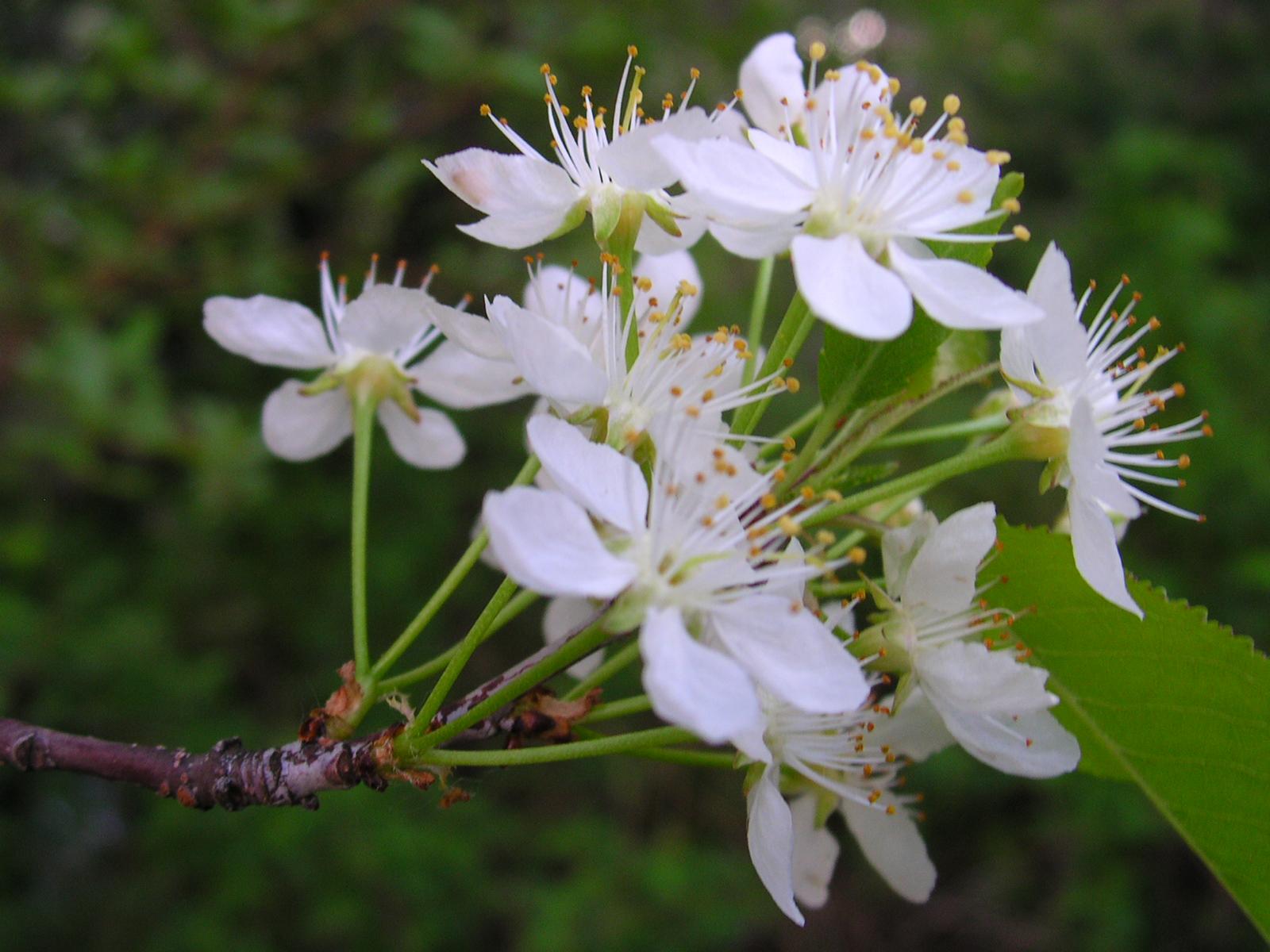 Pin cherry
