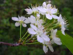 Pin cherry(Prunus pensylvanica)
