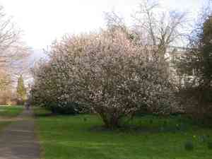 Chinese sour cherry(Prunus pseudocerasus)