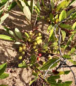 Sand cherry(Prunus pumila)