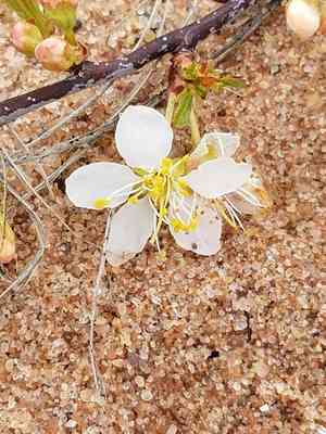 Sand cherry(Prunus pumila)